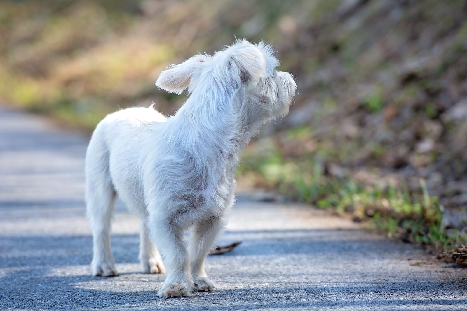 Nikon D7100 sample photo. Dog, white, out photography