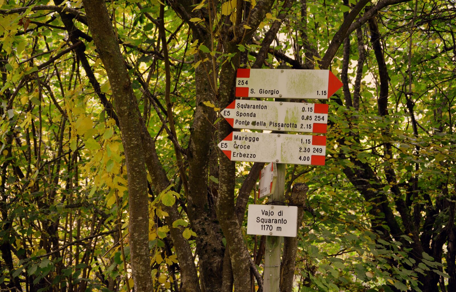 Nikon D7100 sample photo. Signals, excursion, forest photography