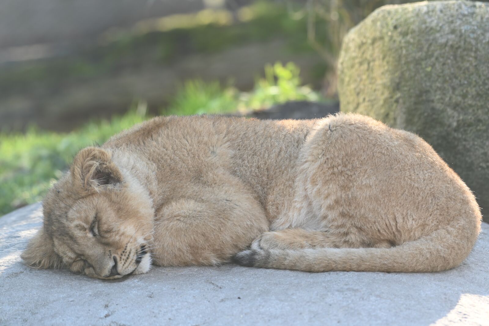 Nikon Z7 sample photo. Cub, lioness, zoo photography