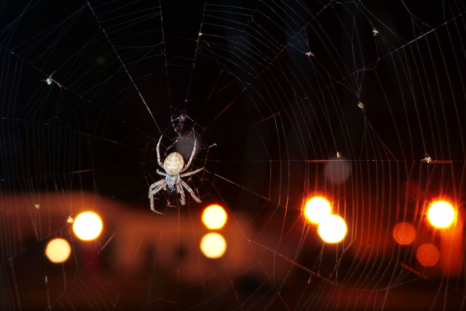 Panasonic Lumix DMC-FZ200 sample photo. Ko osz slit, arachnids photography