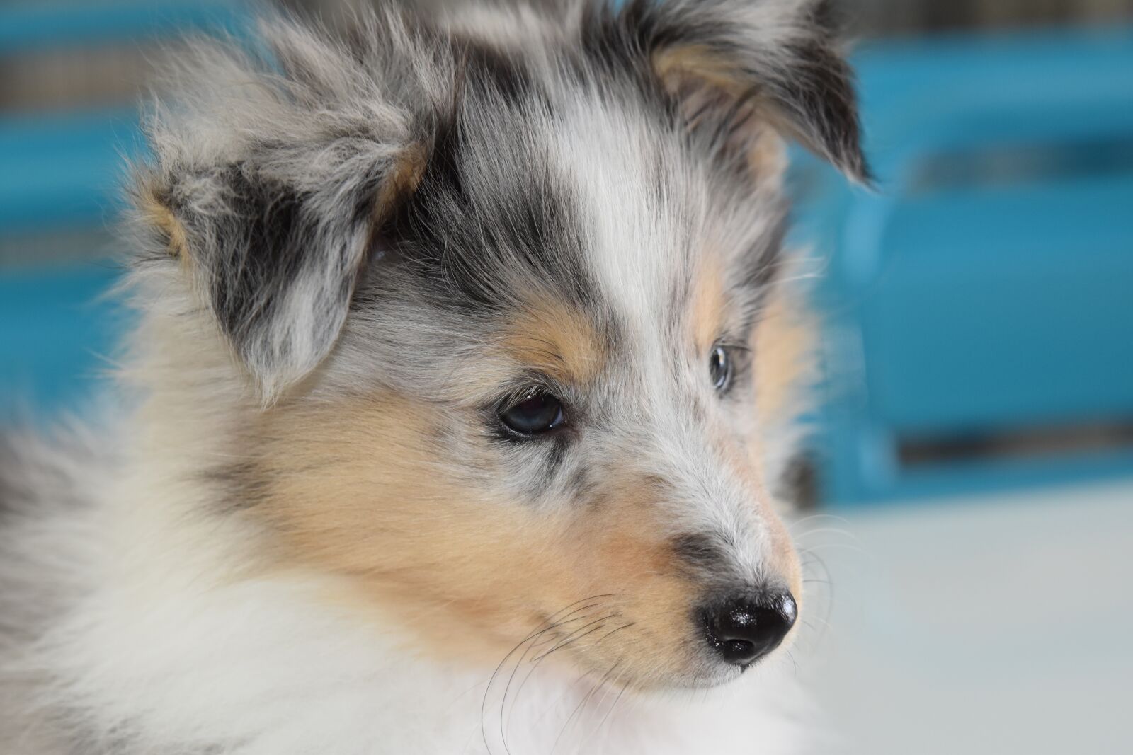 Nikon D5600 sample photo. Dog, bitch, young bitch photography