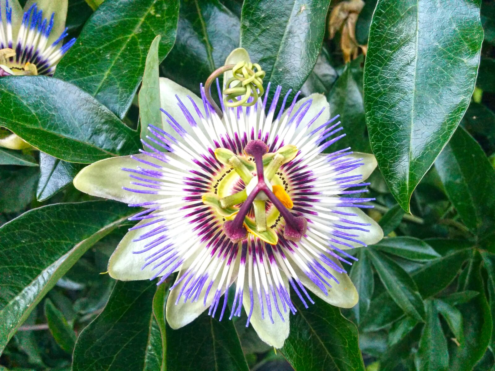 LG Nexus 5 sample photo. Flower, flower of passion photography