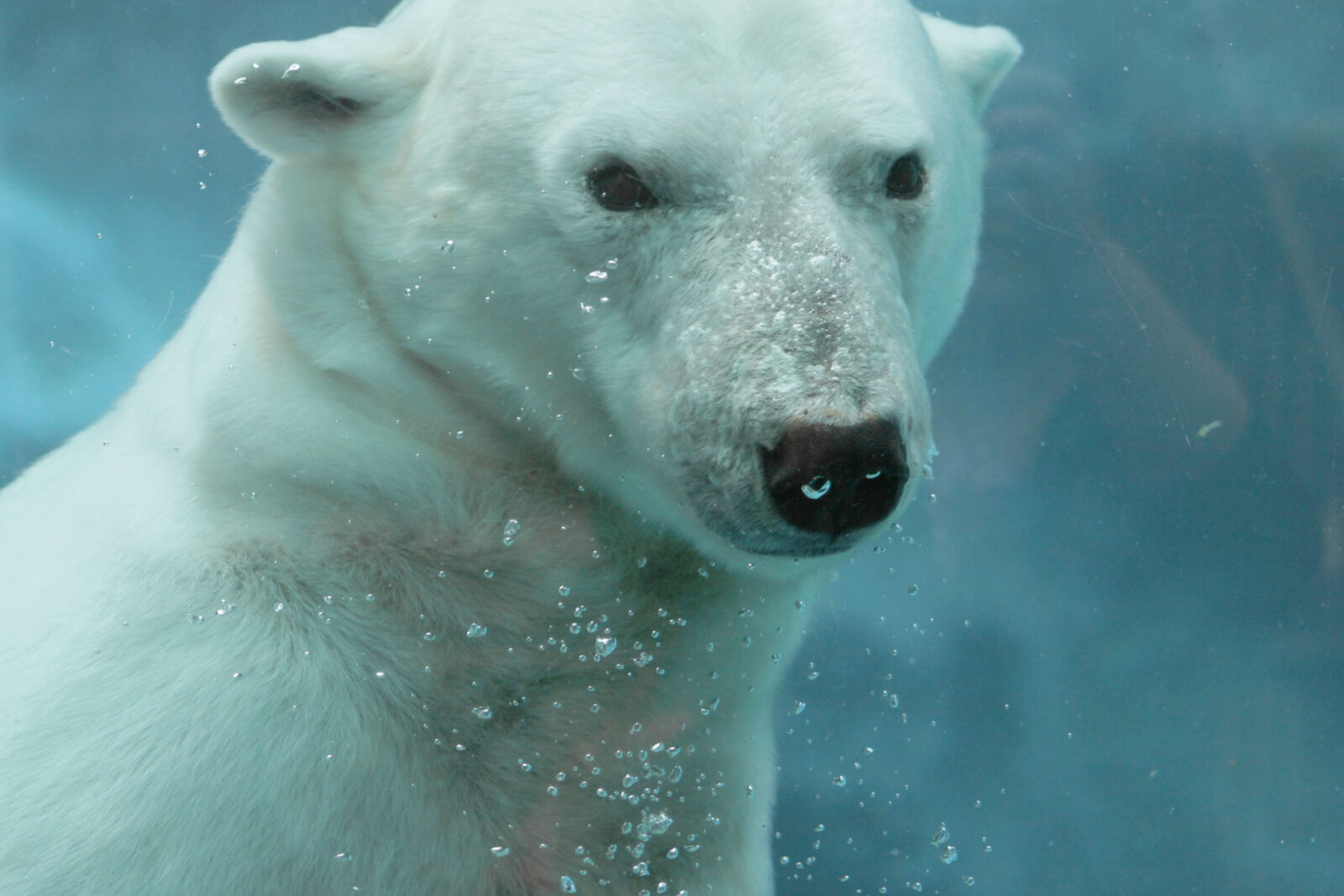 Canon EOS 1100D (EOS Rebel T3 / EOS Kiss X50) sample photo. Bear, polar, bear, white photography