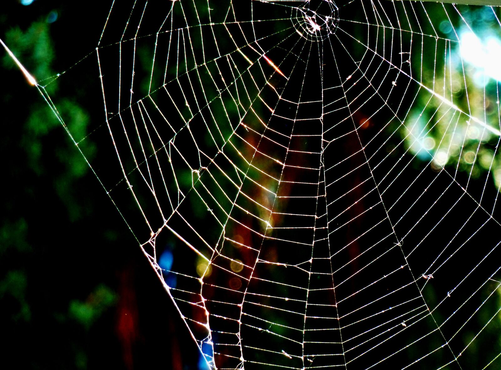 Panasonic DMC-TZ7 sample photo. Nature, web, spider photography