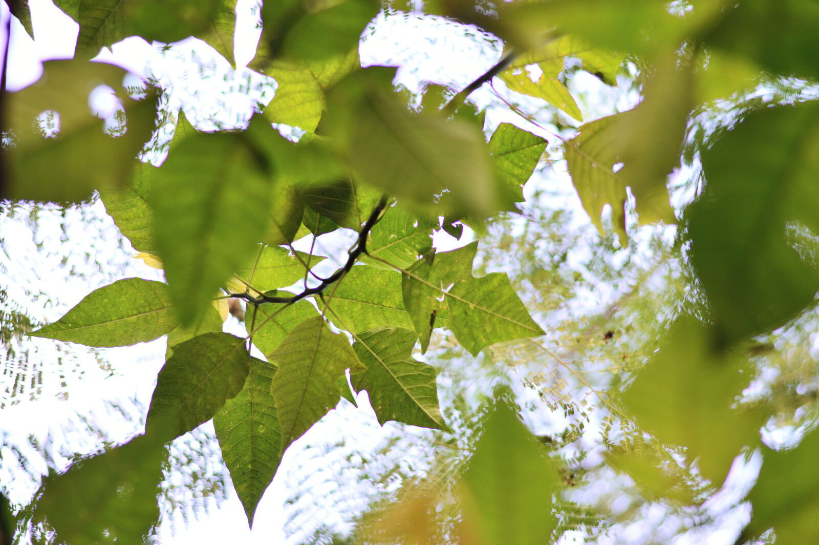 Nikon D3200 sample photo. Close, up, of, fresh photography