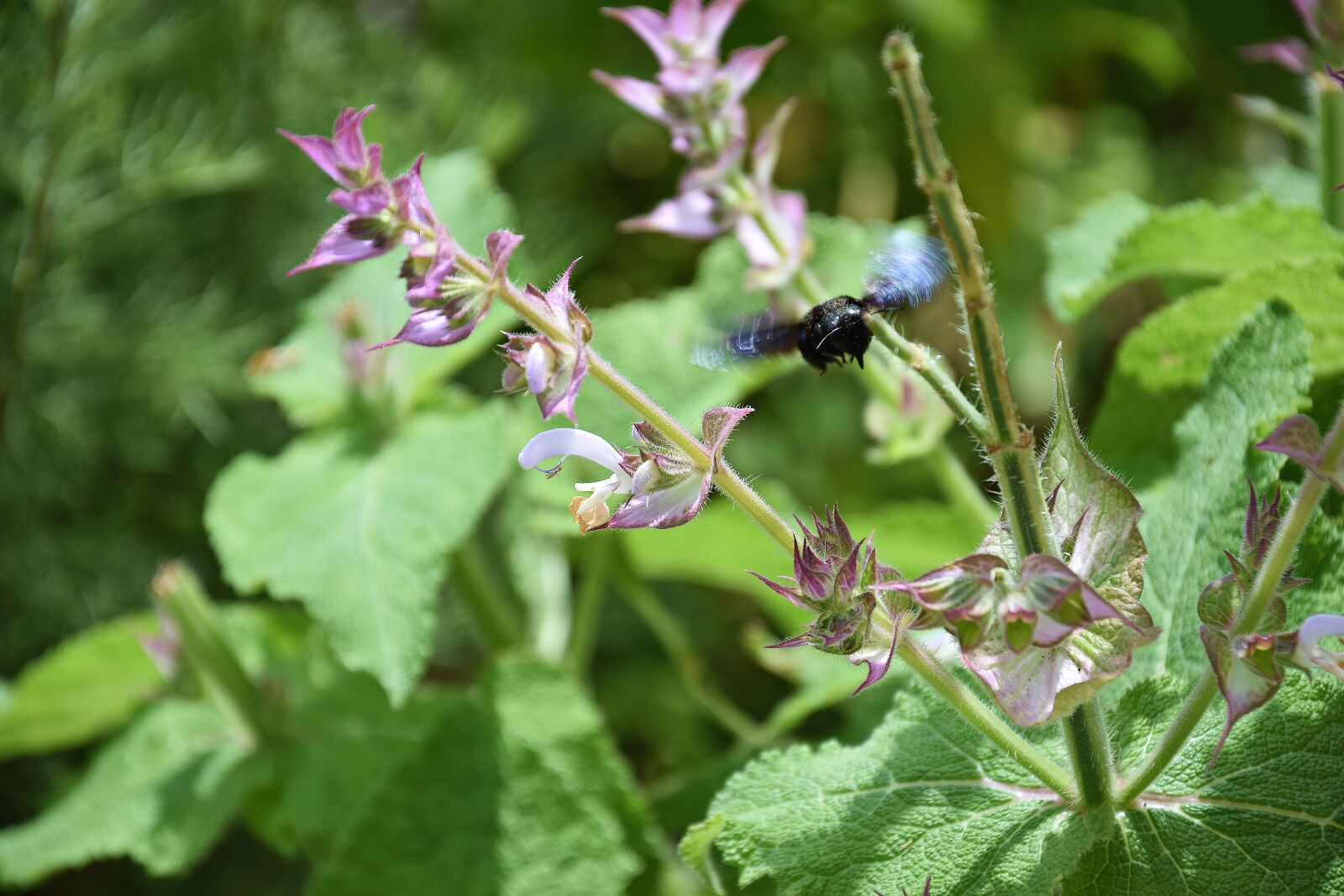 Nikon D3400 sample photo. Flower, insect, nature photography