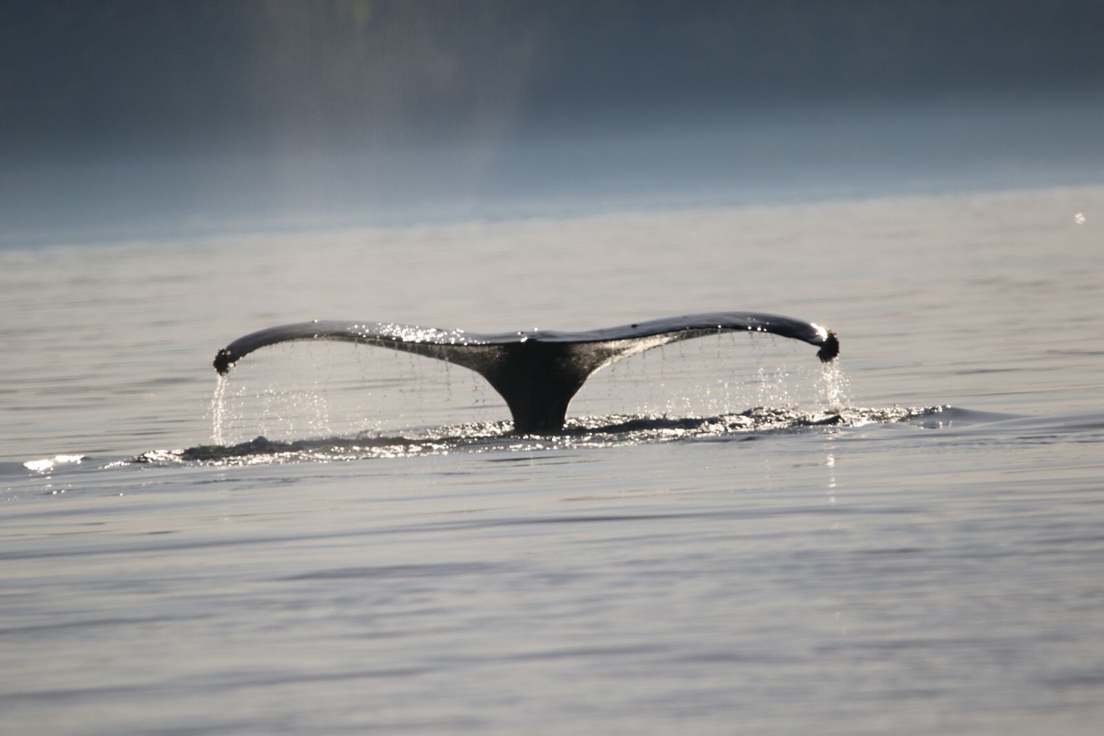 150-600mm F5-6.3 DG OS HSM | Contemporary 015 sample photo. Humpback, whale tail, whale photography