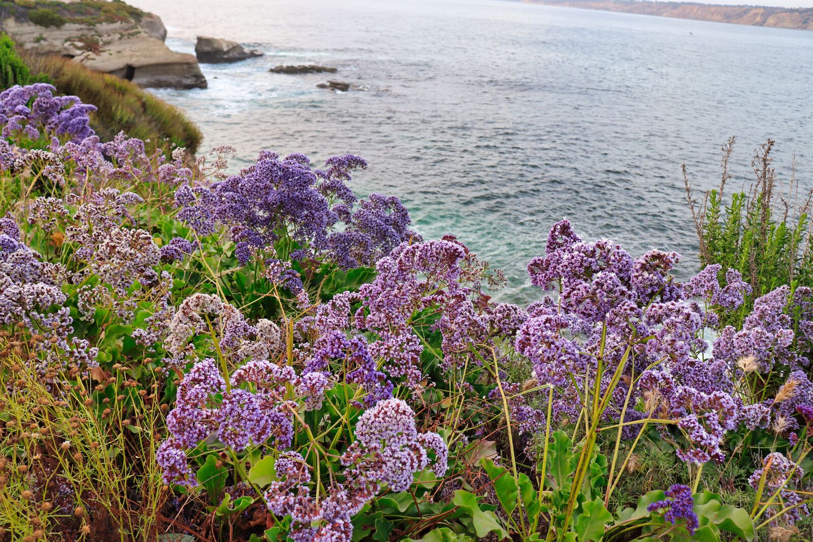 Canon EOS 200D (EOS Rebel SL2 / EOS Kiss X9) sample photo. Flowers, ocean, spring photography