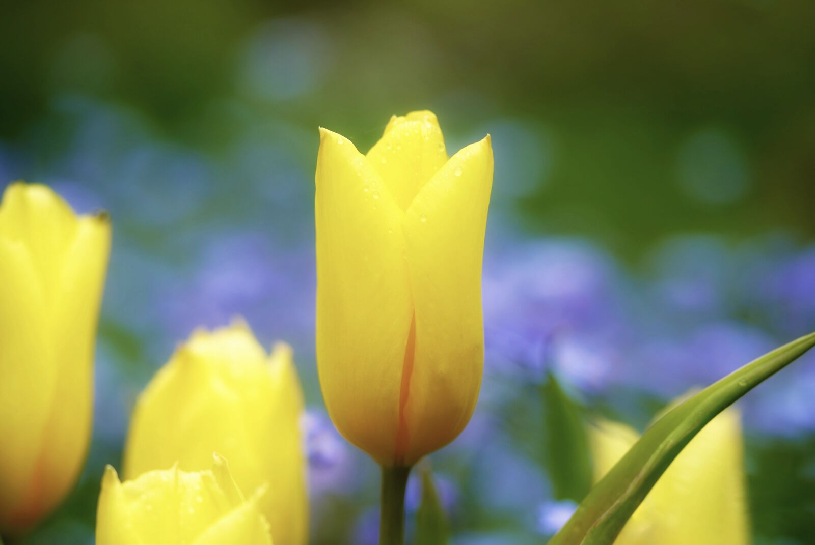 Sony a7 III sample photo. Tulip, yellow, spring photography