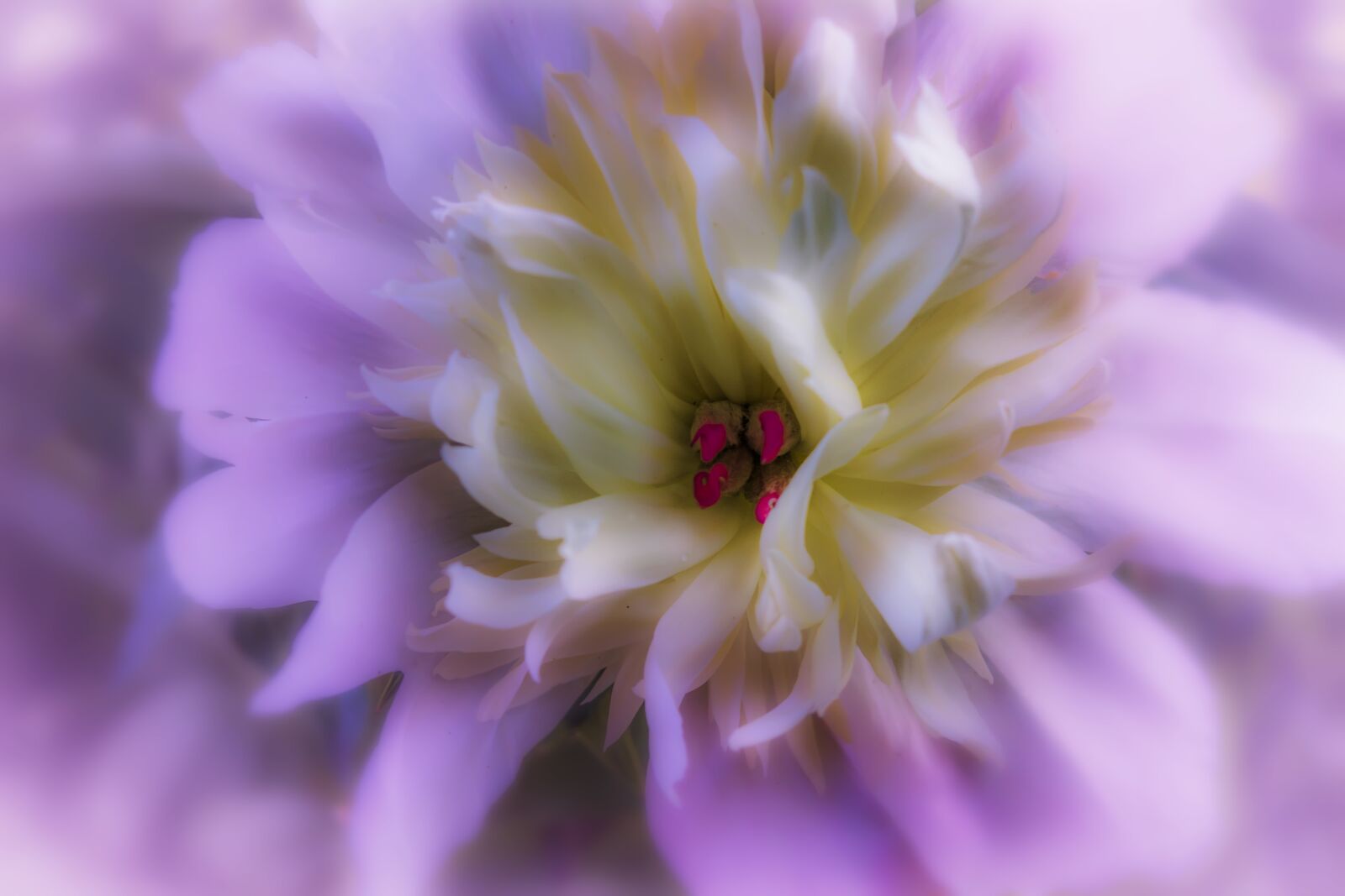 Nikon D5200 sample photo. Flower, nature, flora photography