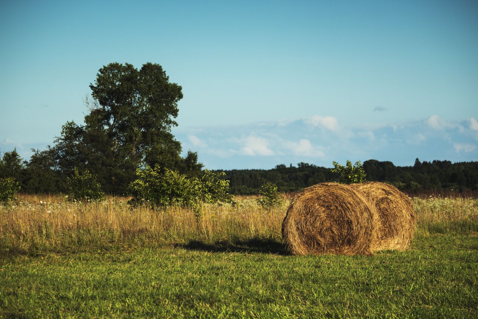 Canon EF-S 55-250mm F4-5.6 IS STM sample photo. Meadow, haymaking, collections photography