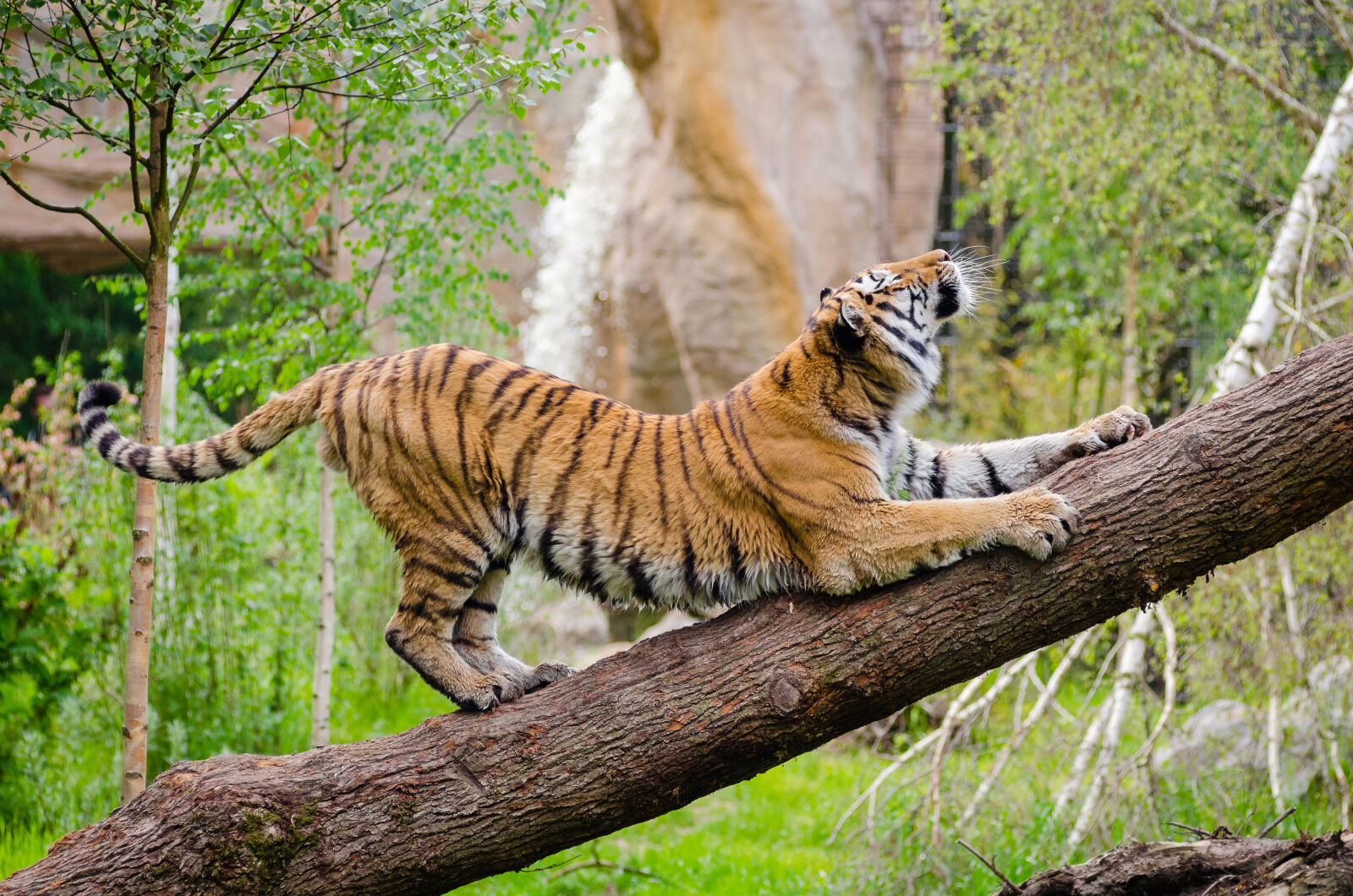AF Zoom-Nikkor 80-200mm f/2.8 ED sample photo. Tiger, stretching, over, brown photography