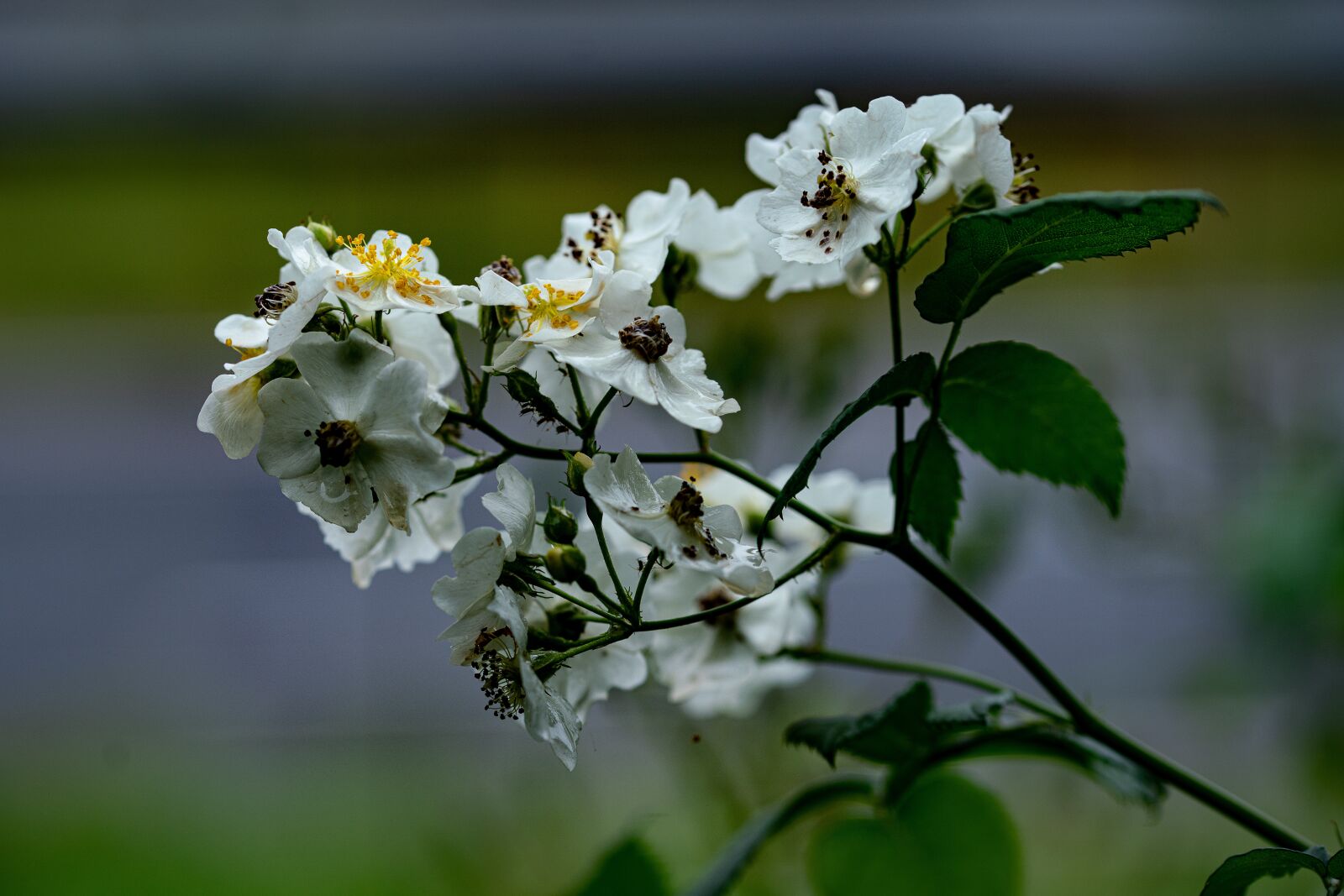 105mm F2.8 sample photo. Wild rose, white, flower photography