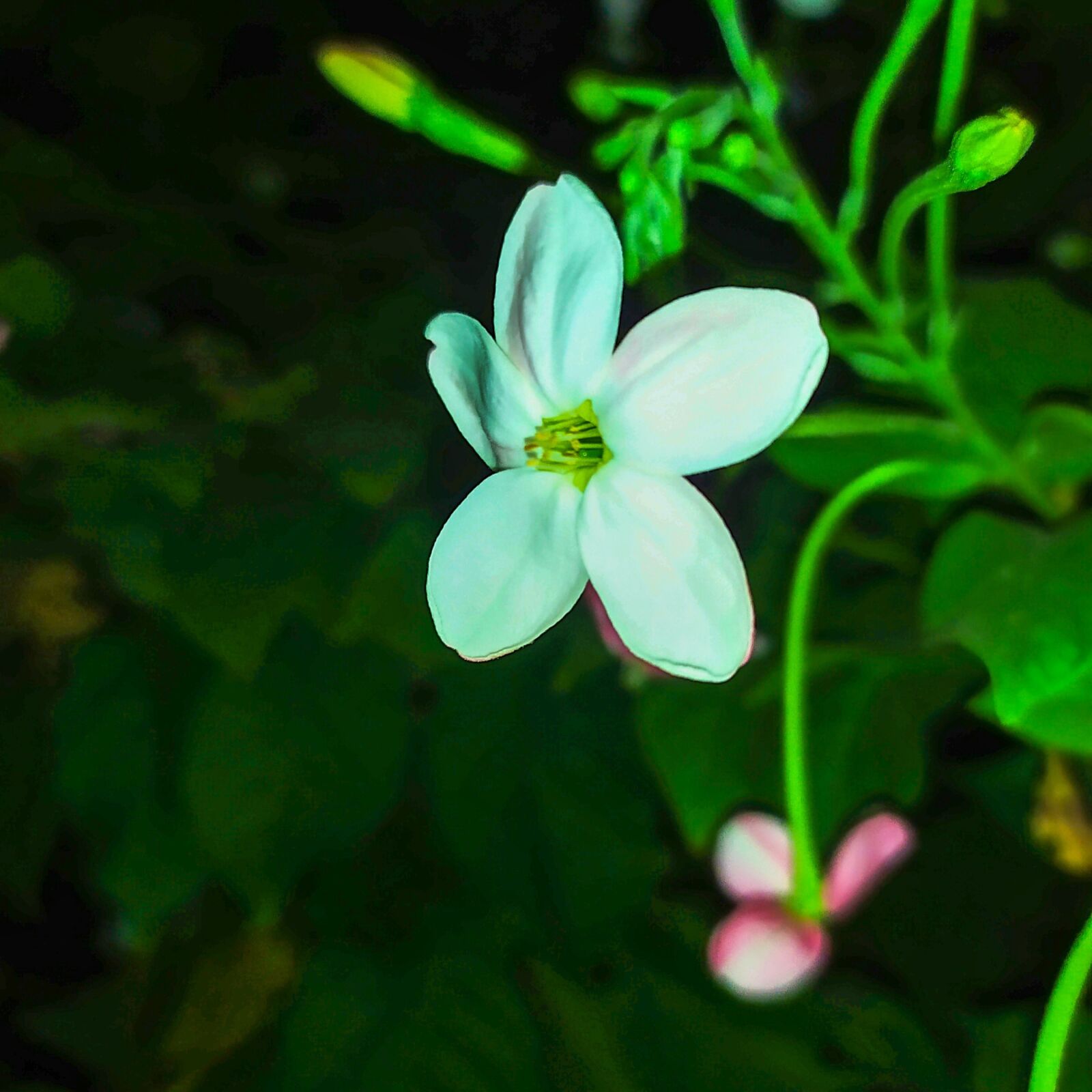 Xiaomi Redmi Note 7 sample photo. Flower, night flower, beauty photography