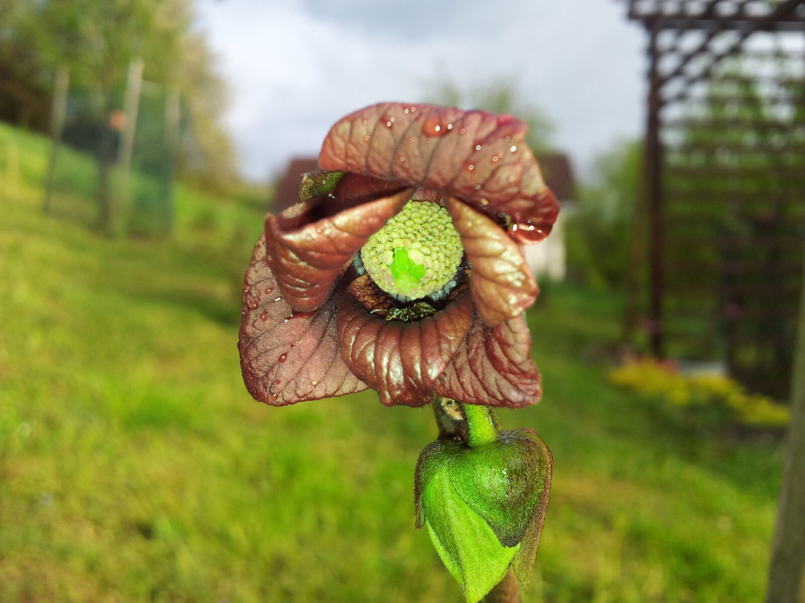 Samsung Galaxy S2 sample photo. Asimina, triloba, sunflower photography