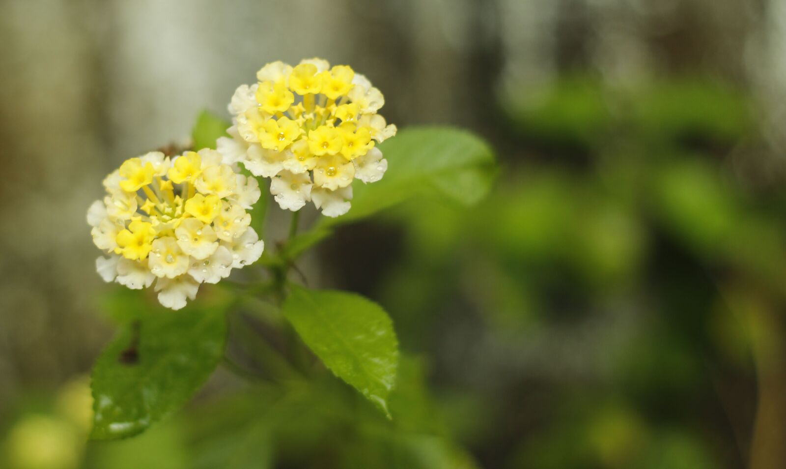 Canon EOS 600D (Rebel EOS T3i / EOS Kiss X5) + Canon EF 50mm F1.8 II sample photo. Flower, yellow white combination photography