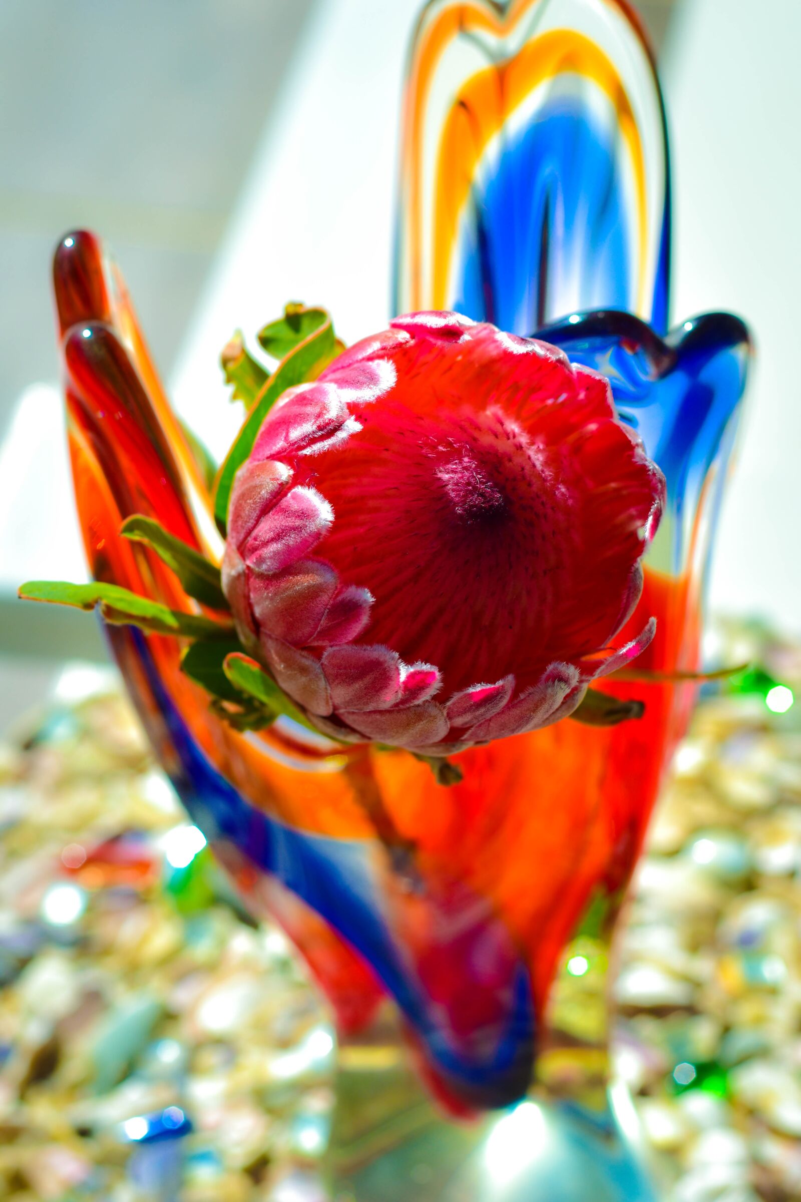 Nikon D5500 sample photo. Protea, blown glass vase photography