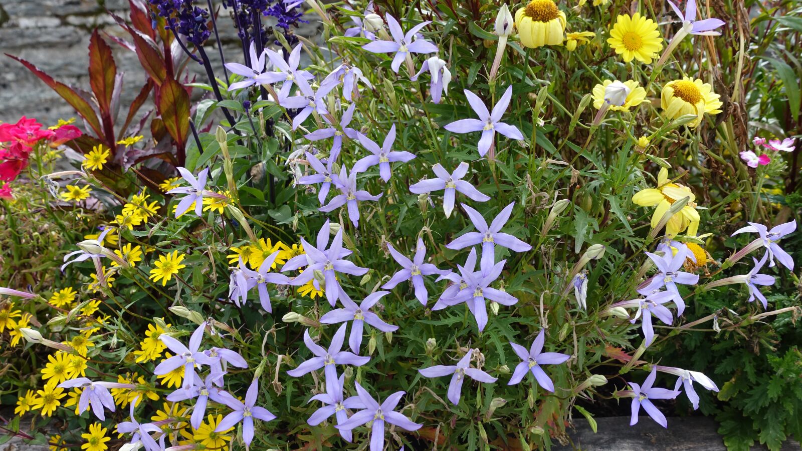 Sony Cyber-shot DSC-RX100 IV sample photo. Flowers, mountain spring, color photography