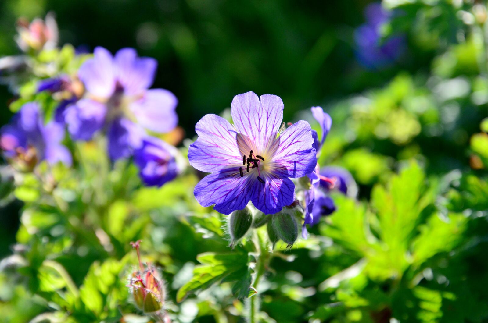 Nikon D5100 sample photo. Flower, nature, light photography