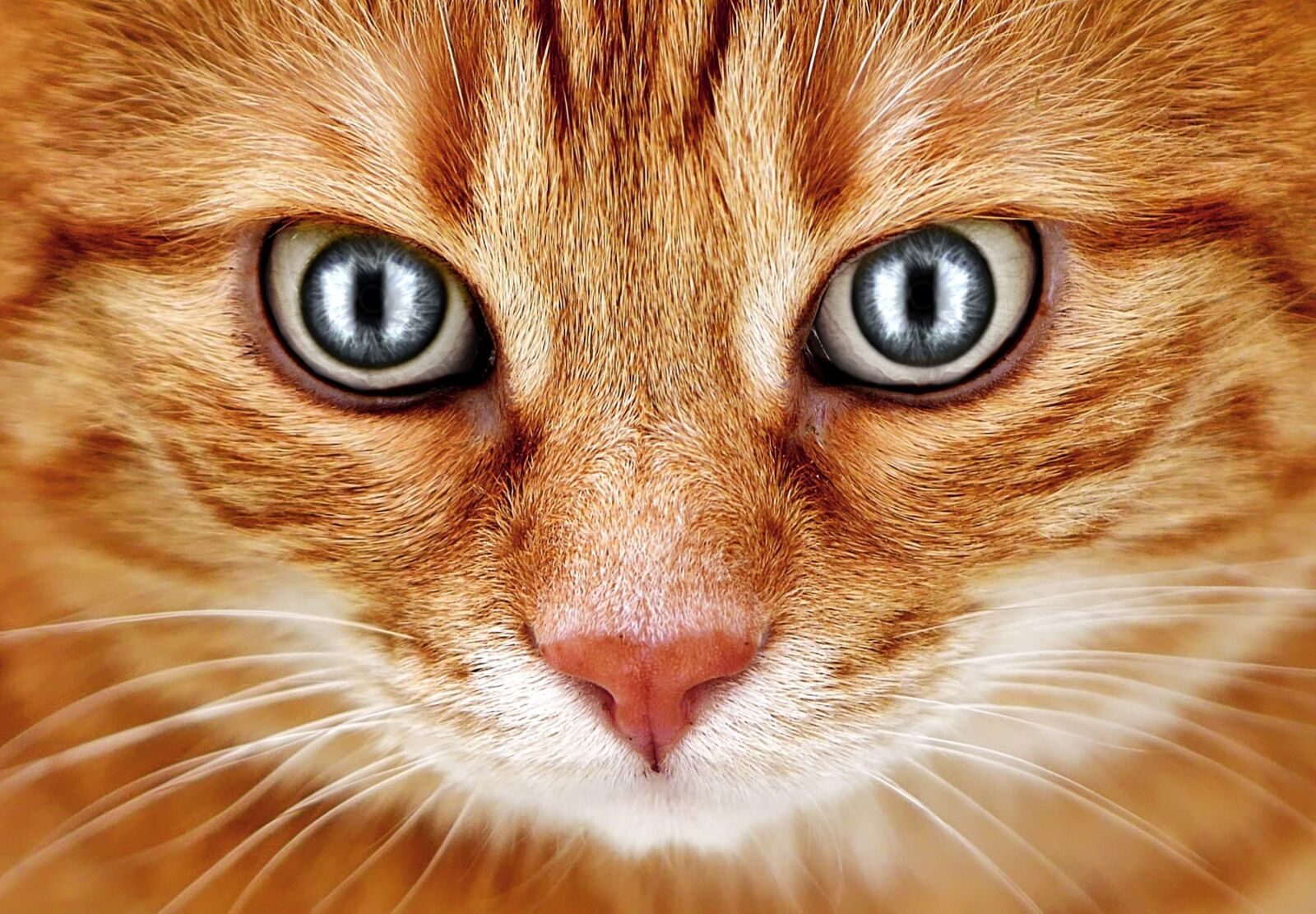 Nikon D3200 sample photo. Bad look, cat, red photography