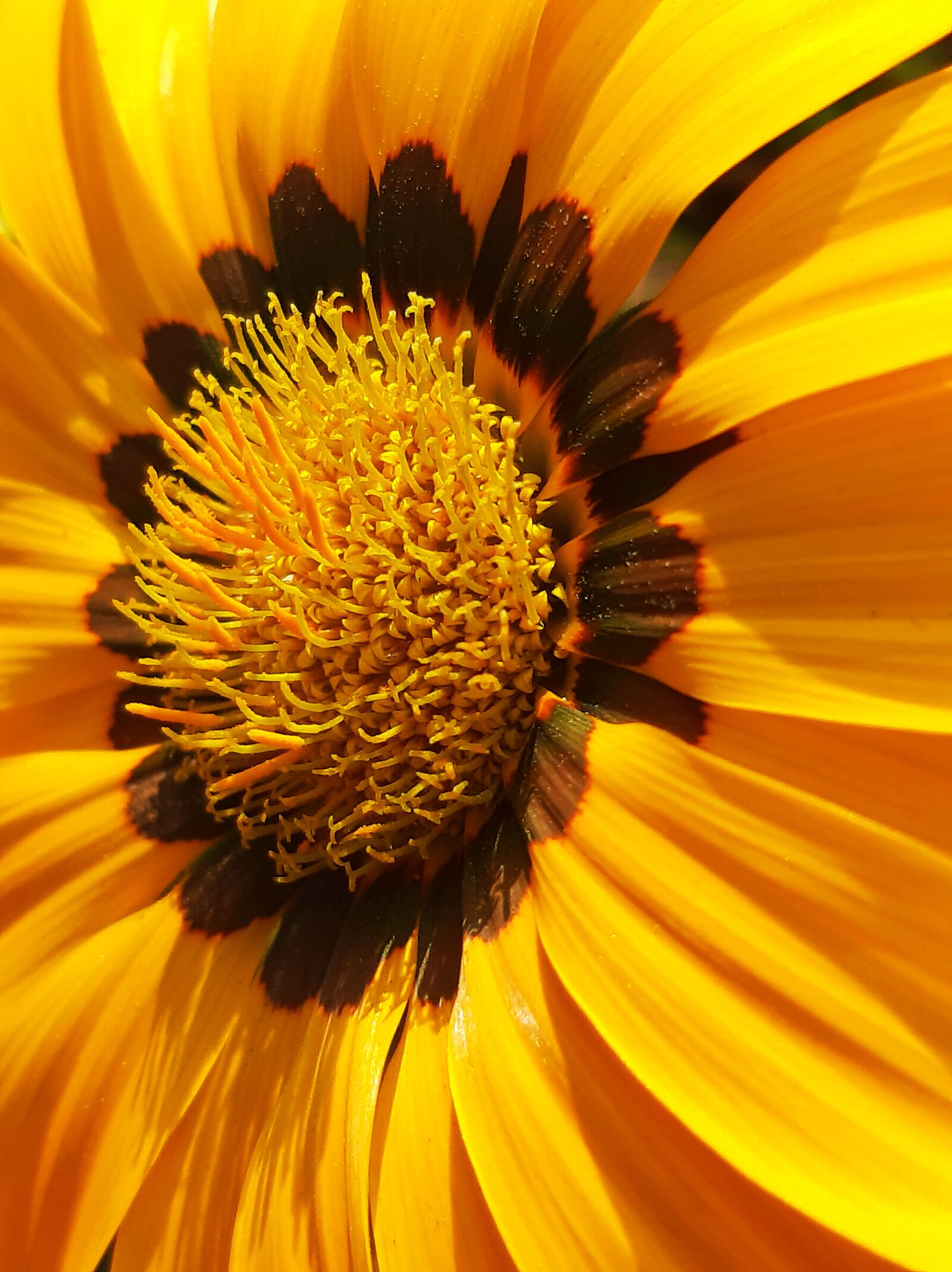 Samsung SM-A307FN sample photo. Yellow, nature, flower photography
