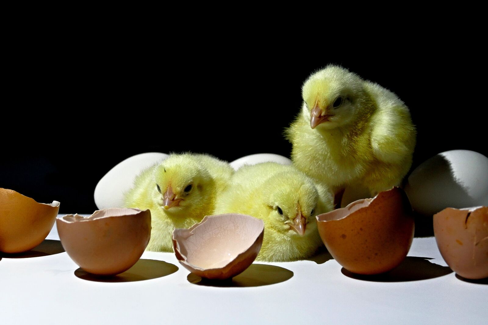 Panasonic Lumix DMC-FZ1000 sample photo. Kuriatka, emergence, poultry photography