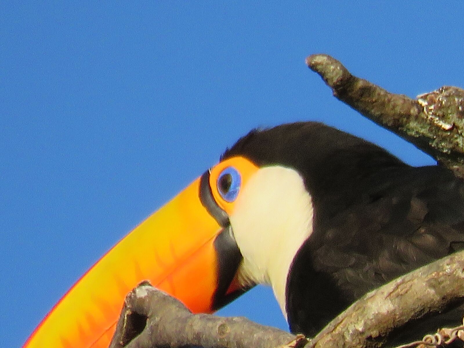 Canon PowerShot SX60 HS sample photo. Toucan, bird, animal photography