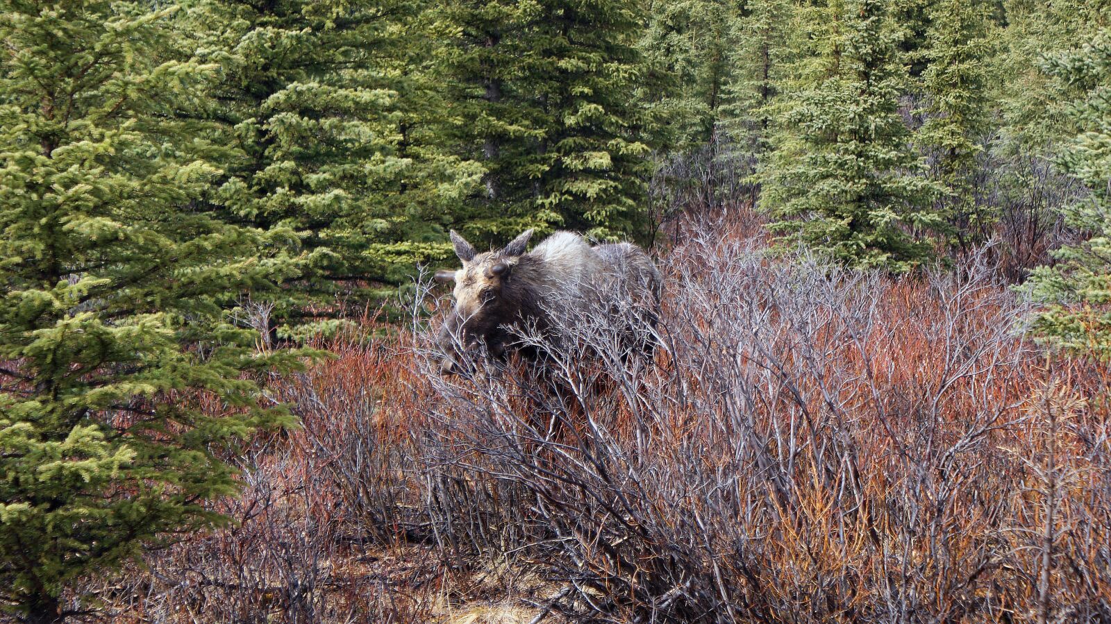 Sony Alpha DSLR-A300 sample photo. Moose, wildlife, alaska photography