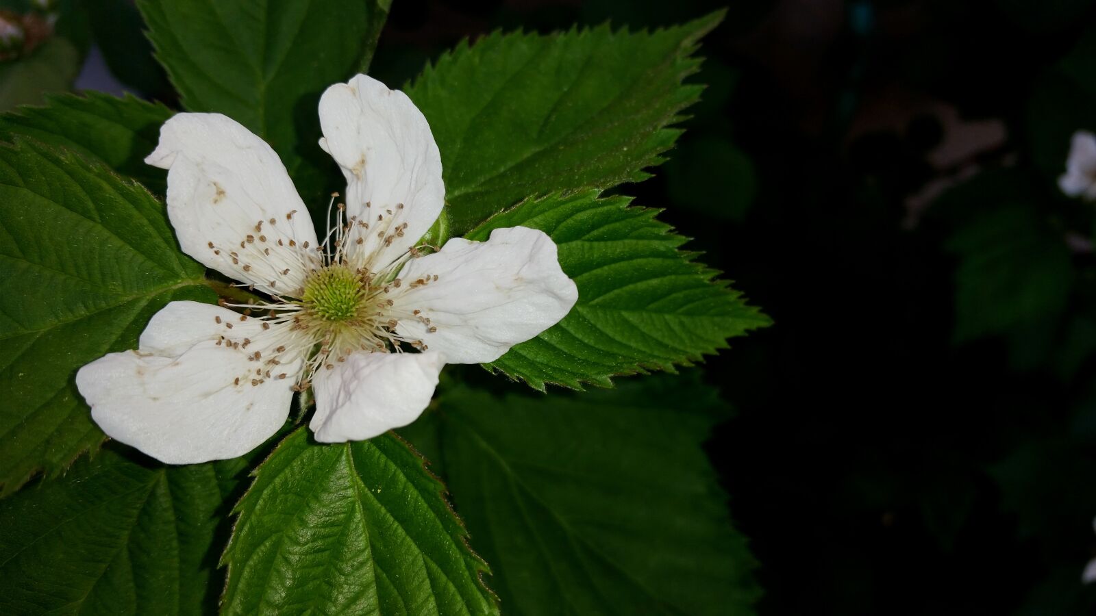 Samsung Galaxy S5 sample photo. Blackberry flower, blackberry, thornless photography