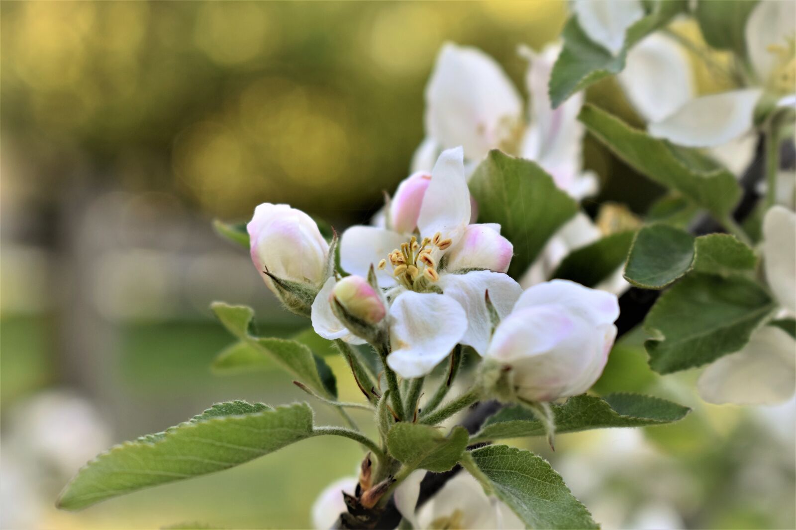 Nikon D5500 sample photo. Apple tree, tree, blossom photography