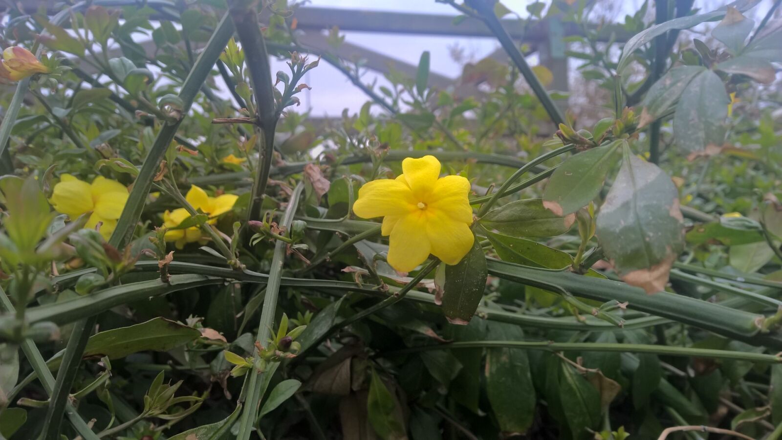 Nokia Lumia 1520 sample photo. Flower, green, plant, yellow photography