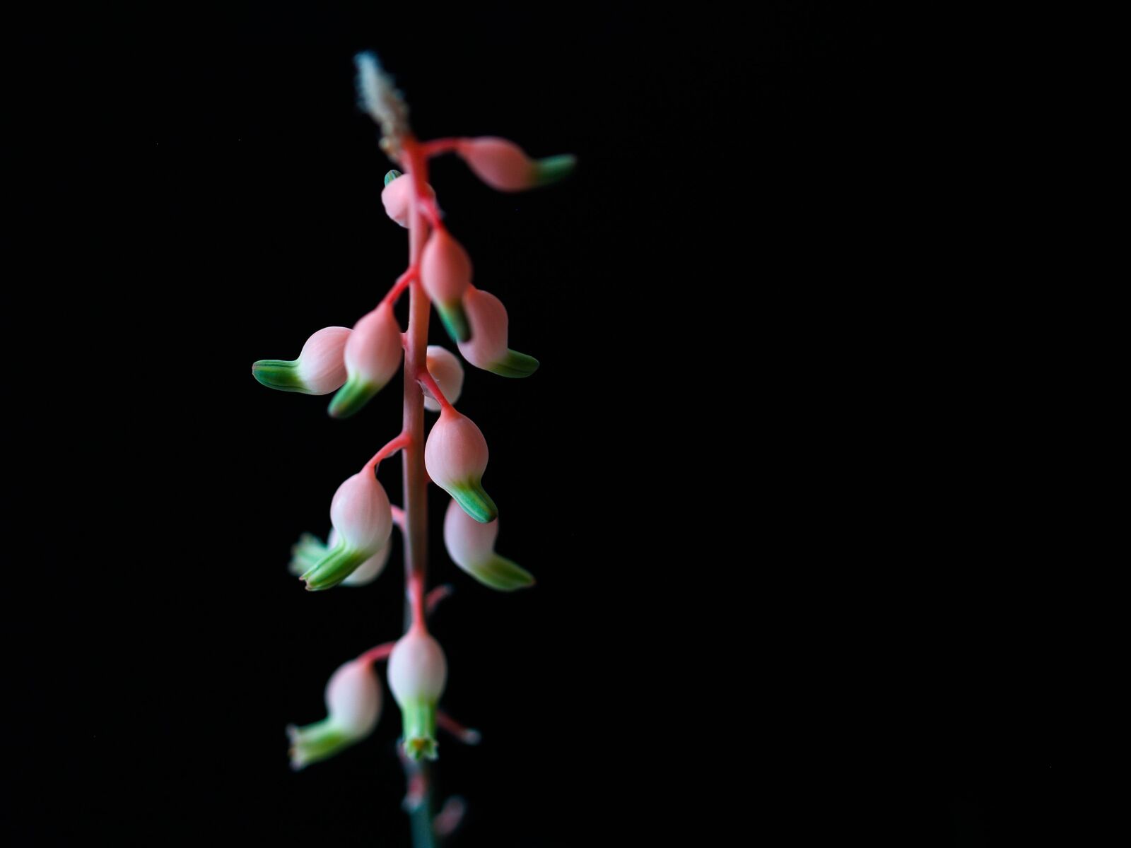 Olympus E-500 (EVOLT E-500) sample photo. Sukulent, flower, group photography