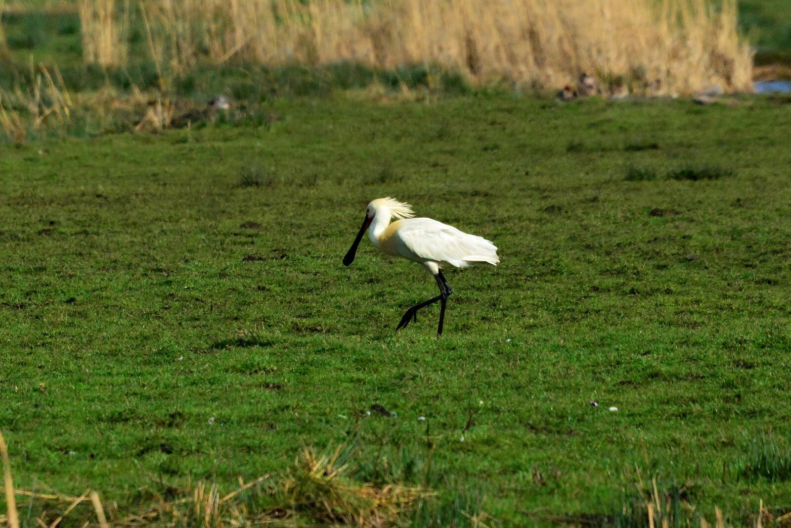 Nikon D7100 sample photo. Spoonbill, wading bird, animal photography