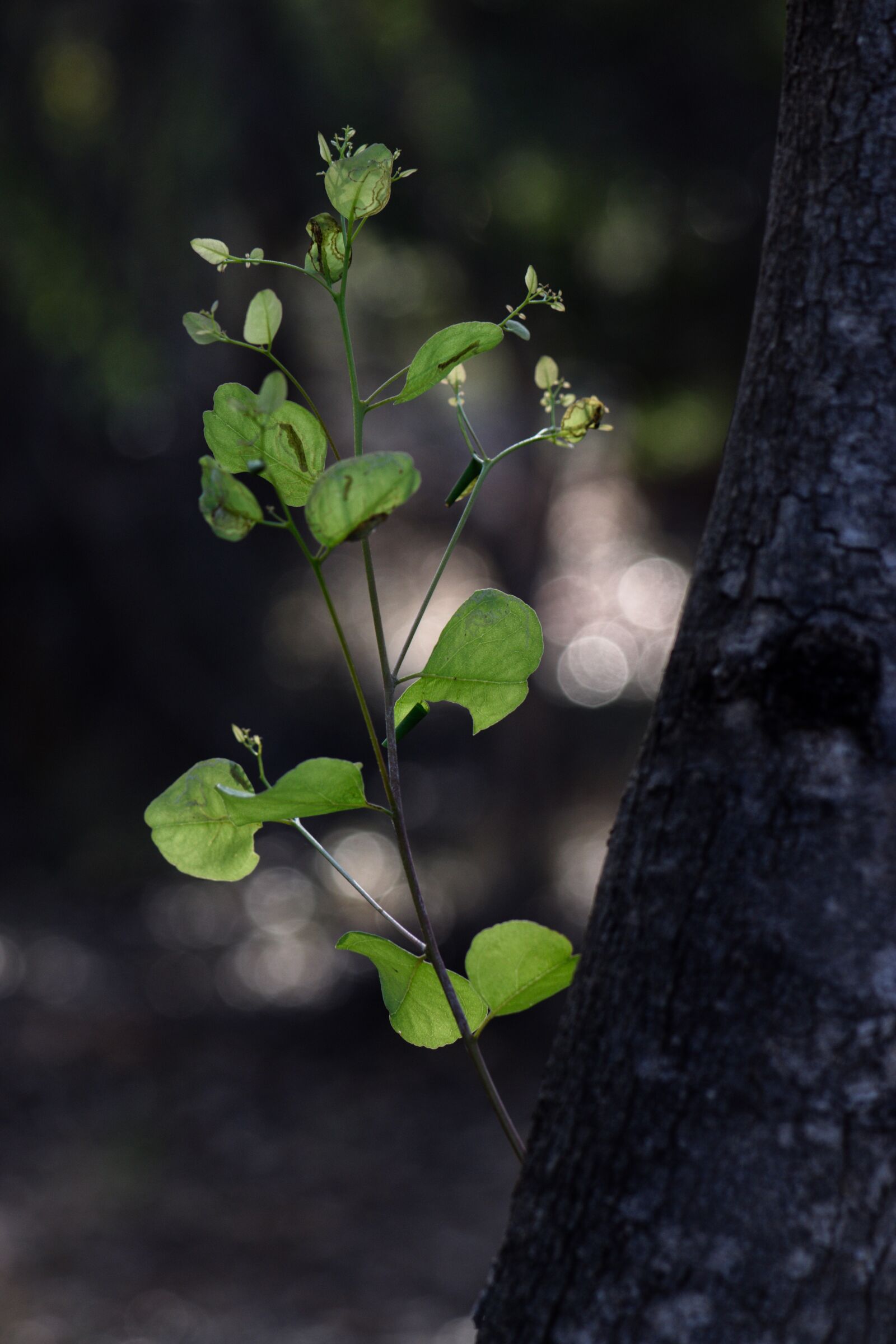 Nikon D3300 sample photo. Green, leaves, new growth photography