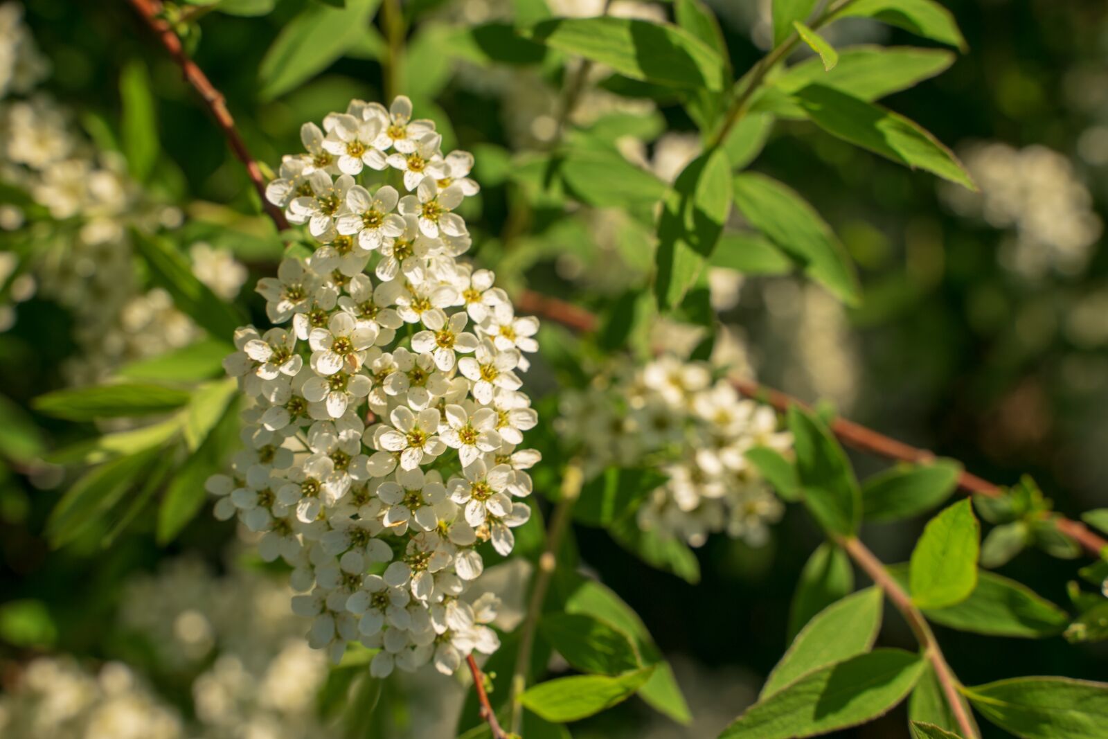 Tamron 28-75mm F2.8 Di III RXD sample photo. Spring, nature, flowers photography