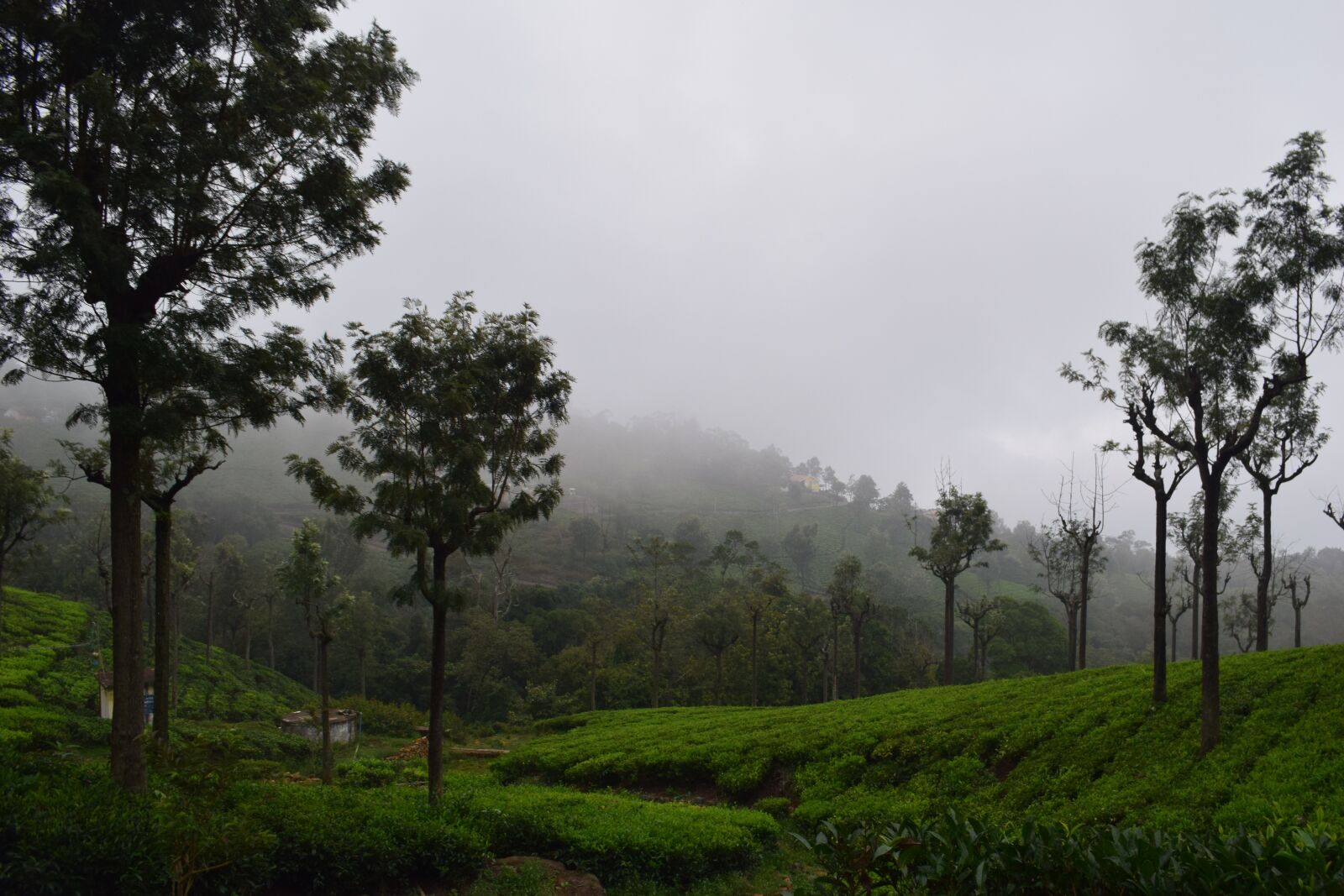 Nikon D3300 sample photo. Coonoor, tea, green photography