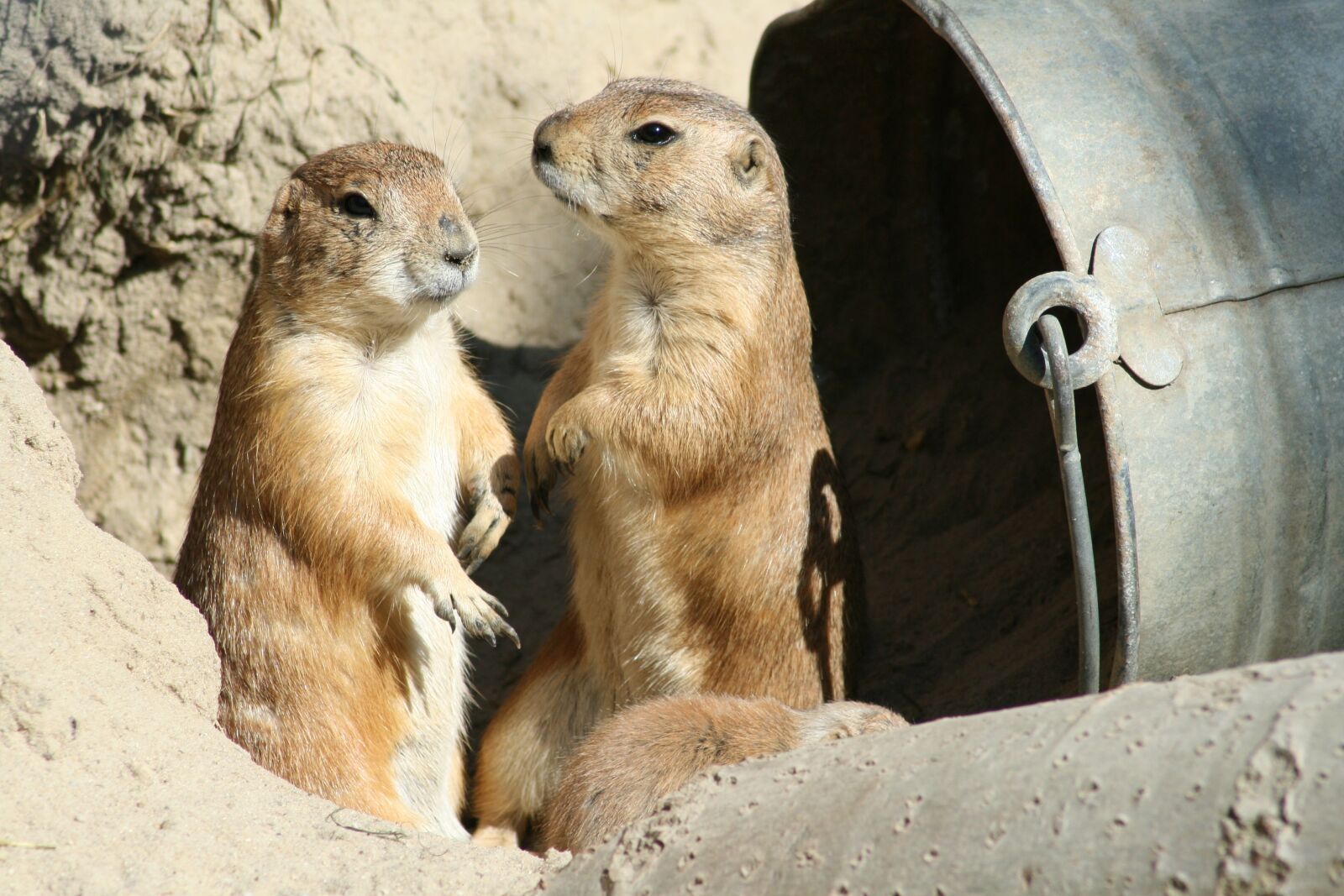 Canon EOS 400D (EOS Digital Rebel XTi / EOS Kiss Digital X) sample photo. Prairie dog, zoo, animal photography