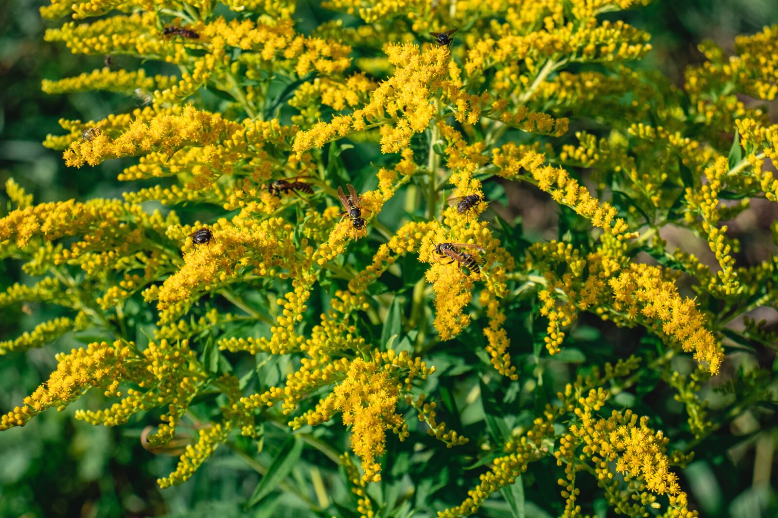 Canon EF-S 18-55mm F4-5.6 IS STM sample photo. Flowers, flower, wasps photography