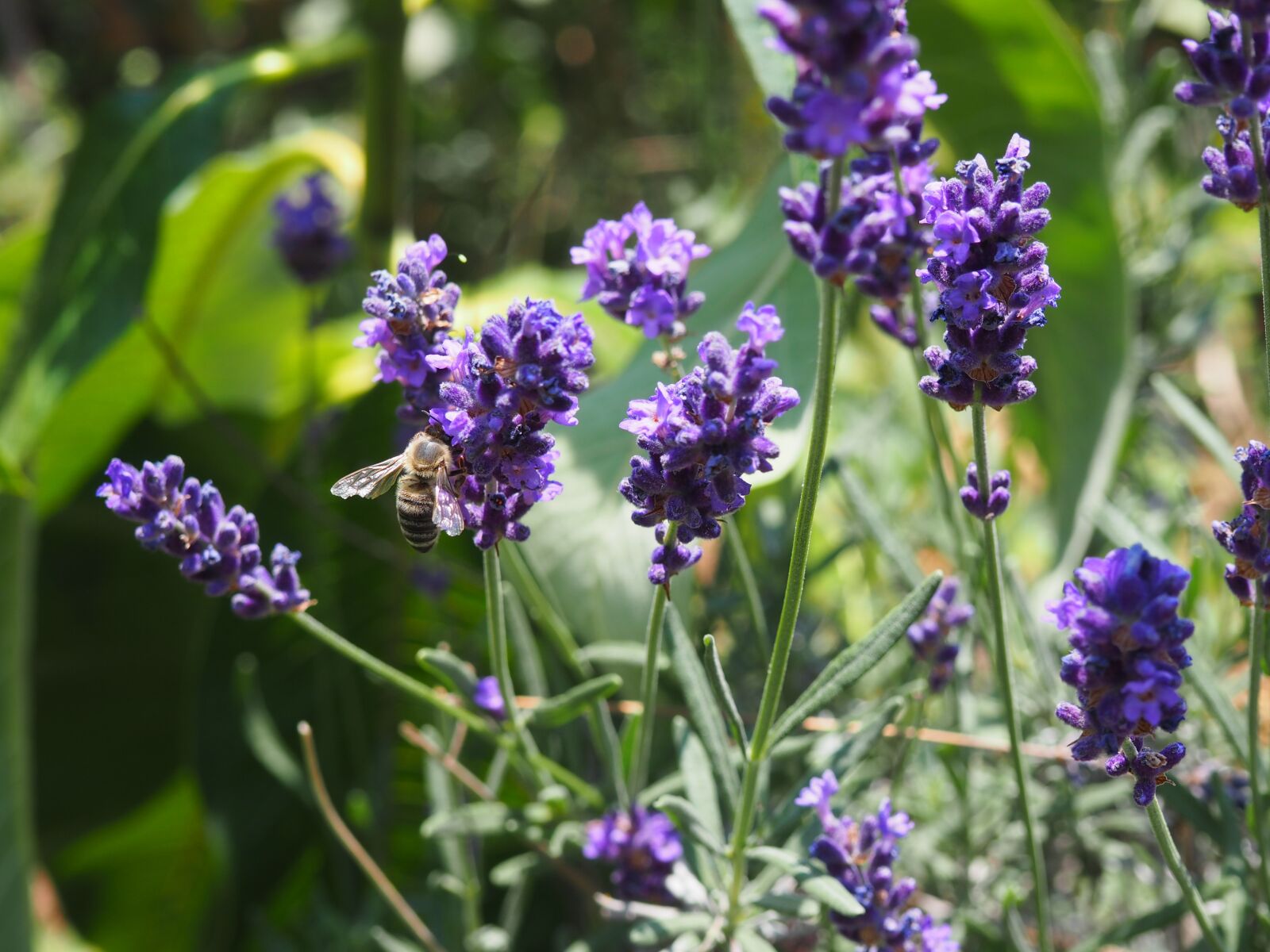 Olympus OM-D E-M10 sample photo. Bee, flower, insect photography