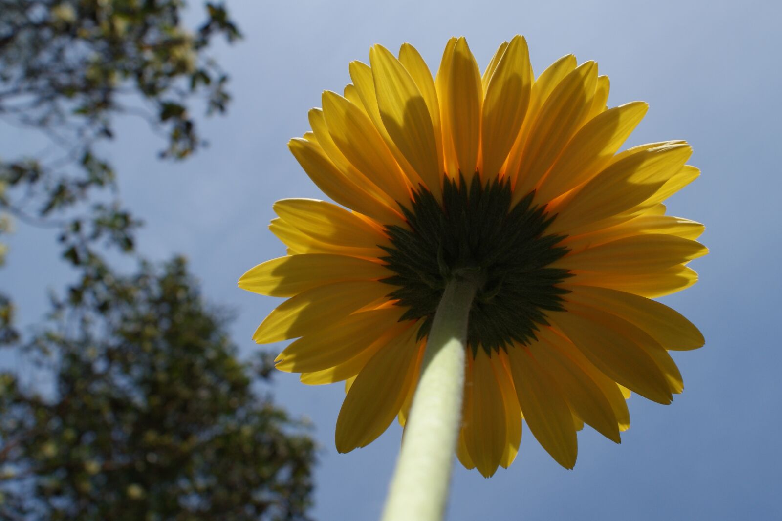 Sony Alpha DSLR-A350 sample photo. Daisy, gerbera, daisies photography