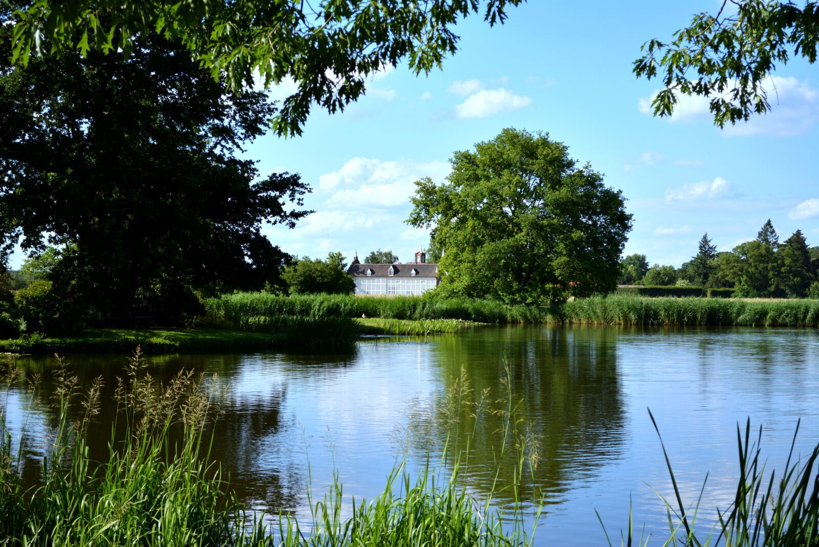 Nikon D5200 sample photo. Lake, nature, reed photography