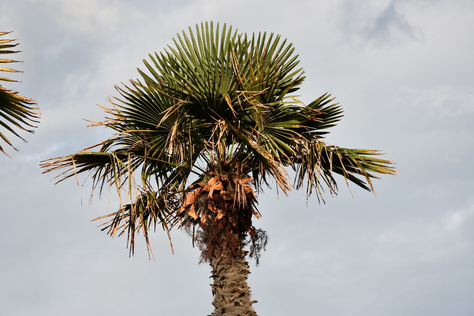 Nikon D7500 sample photo. Palma, tree, nature photography