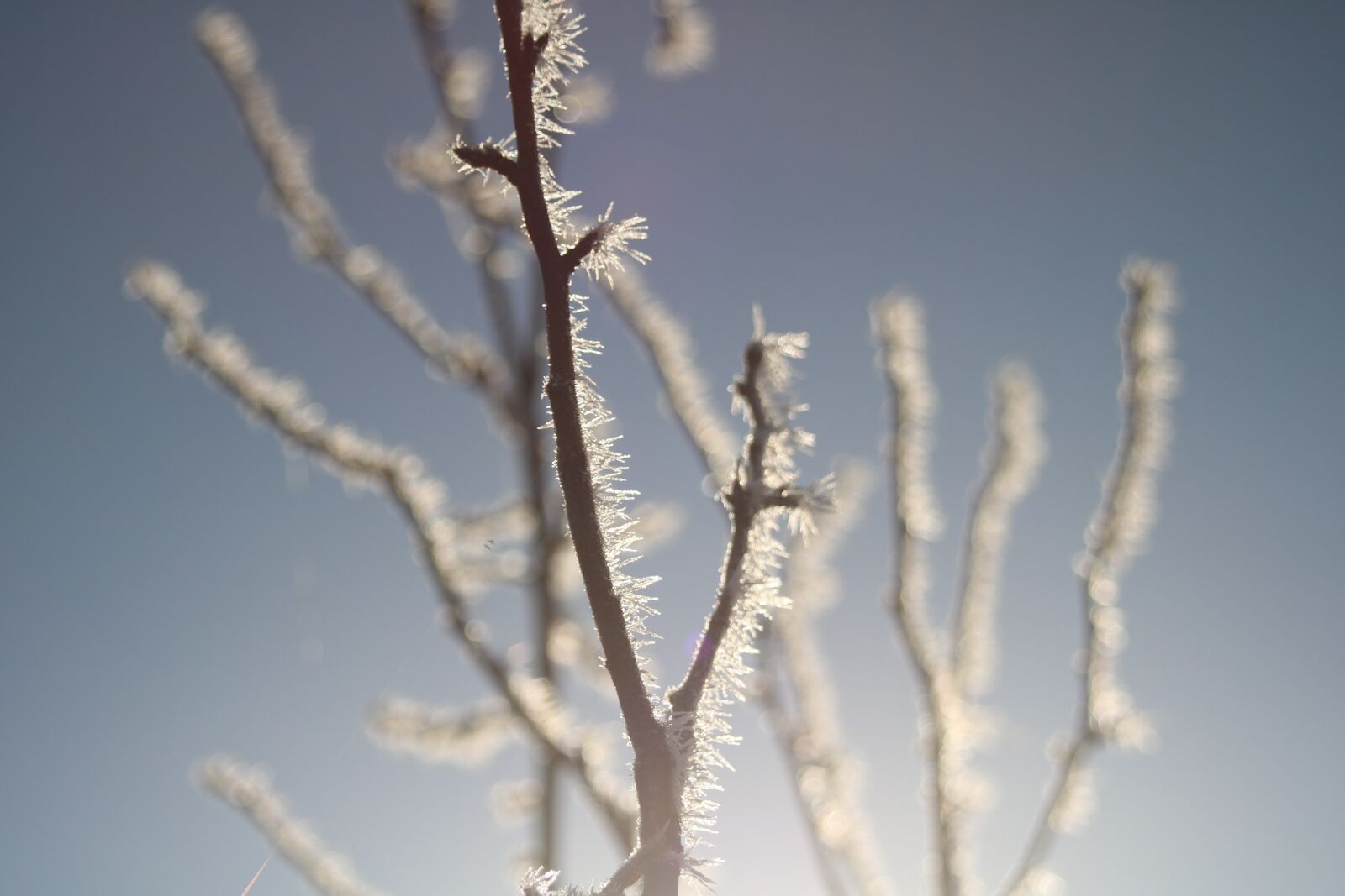 Canon EOS 750D (EOS Rebel T6i / EOS Kiss X8i) sample photo. Winter, frost, hoarfrost photography
