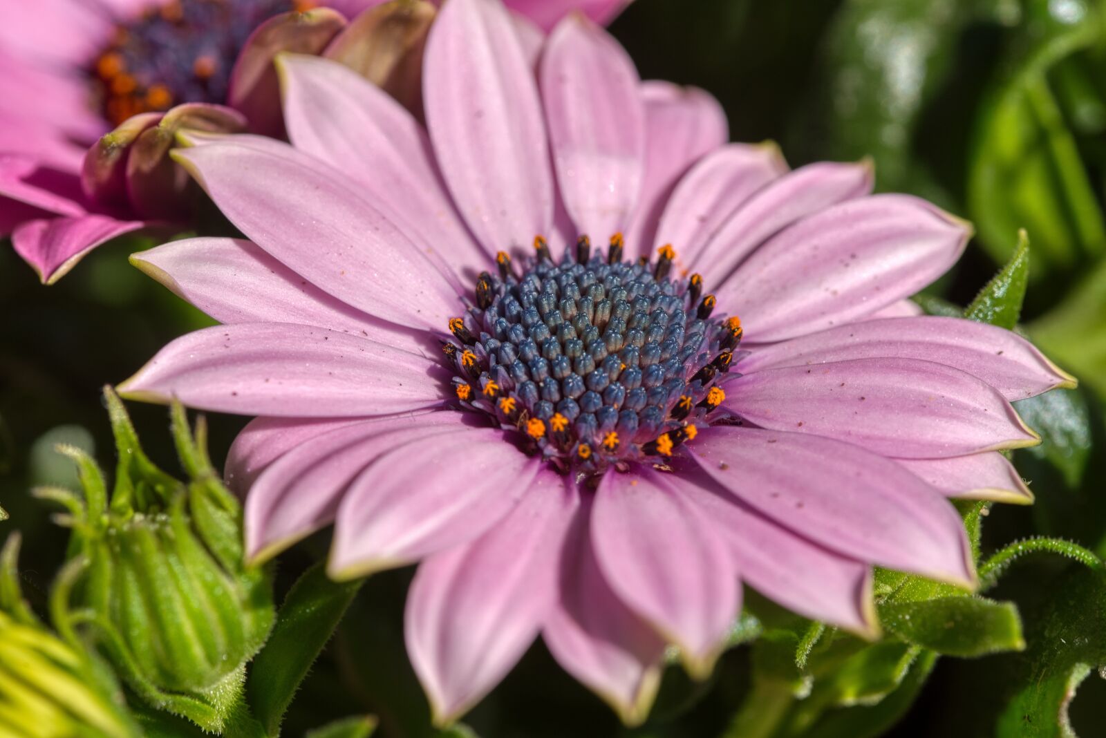 Nikon D750 sample photo. Cape basket, cape daisies photography