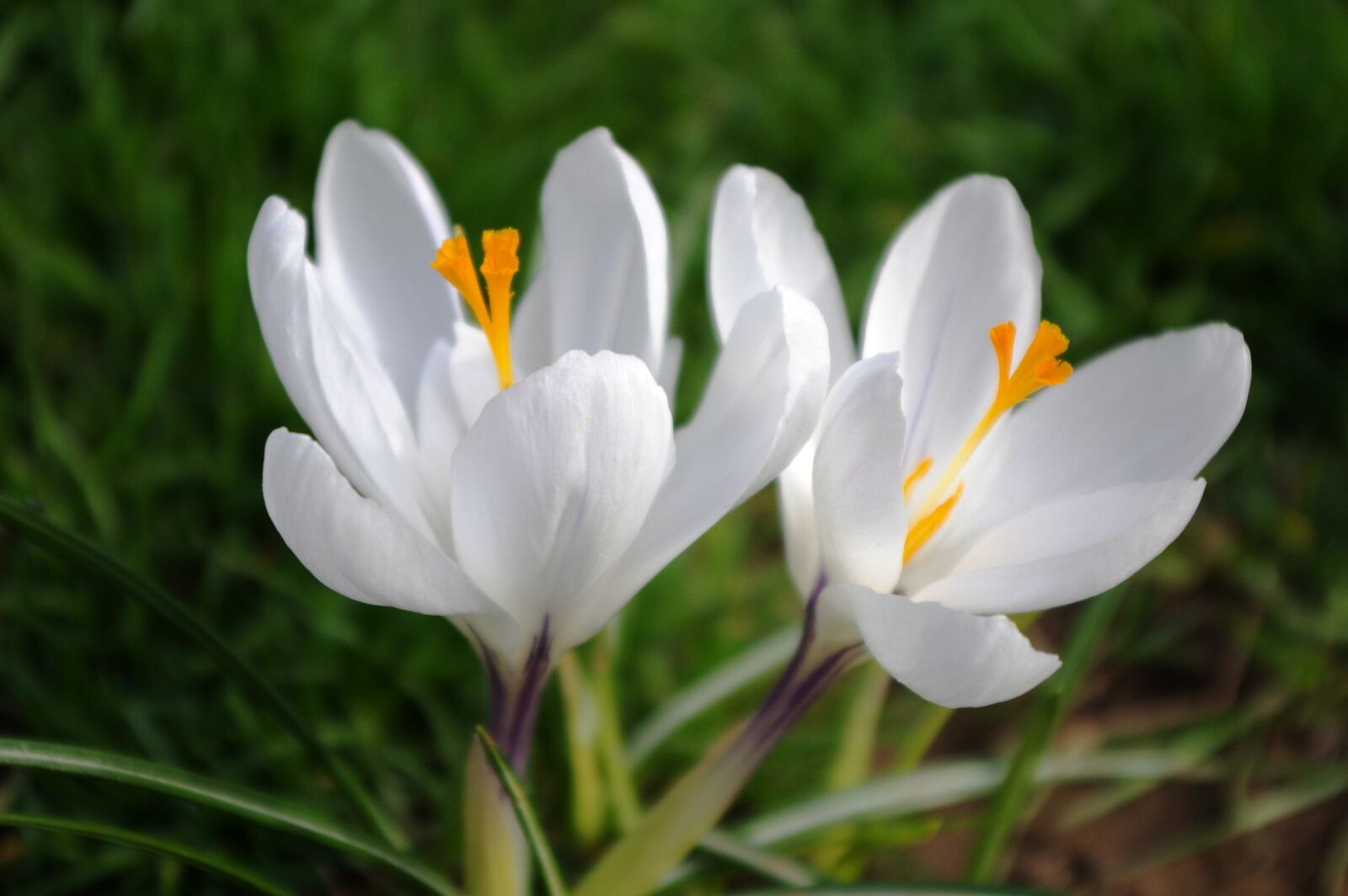 Pentax K-3 sample photo. Spring, crocus, meadow photography