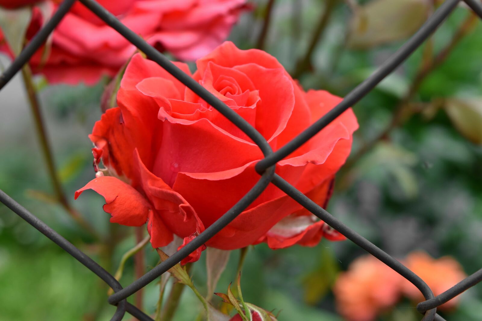 Nikon D5500 sample photo. Fence, flower garden, iron photography