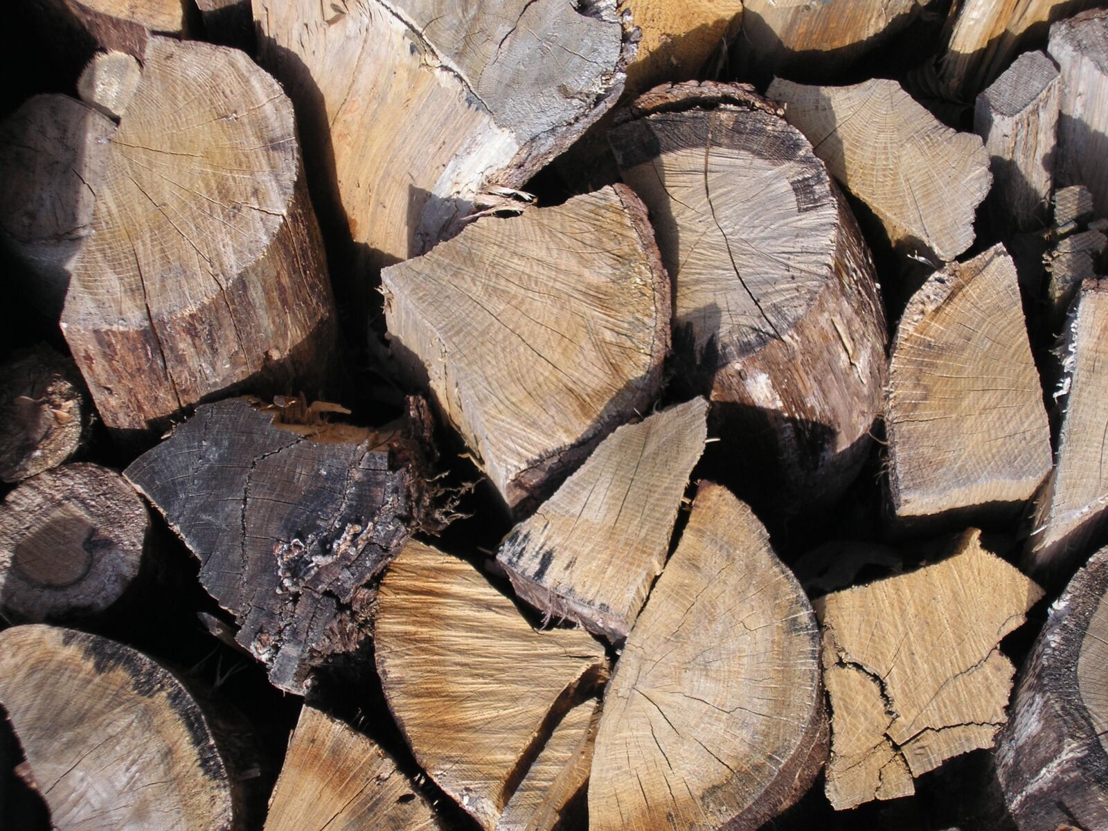 Olympus D555Z,C315Z sample photo. Wood, logs, forest photography
