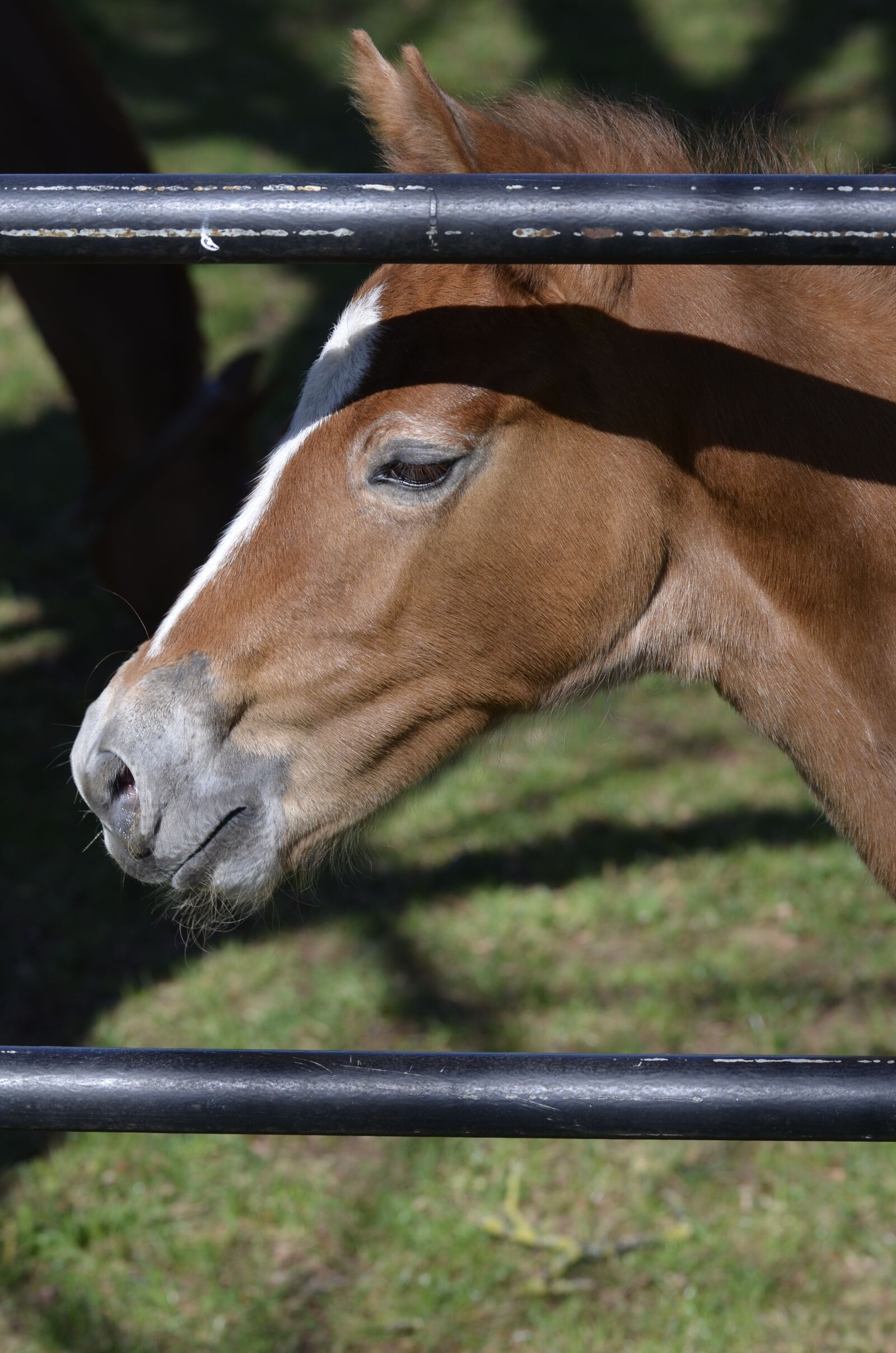 Nikon D5100 sample photo. Arabs, main and state photography