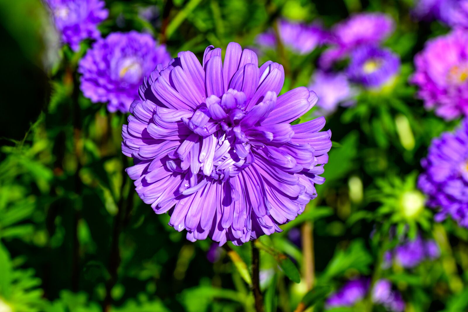 Nikon D3100 sample photo. Asters, flowers, flora photography