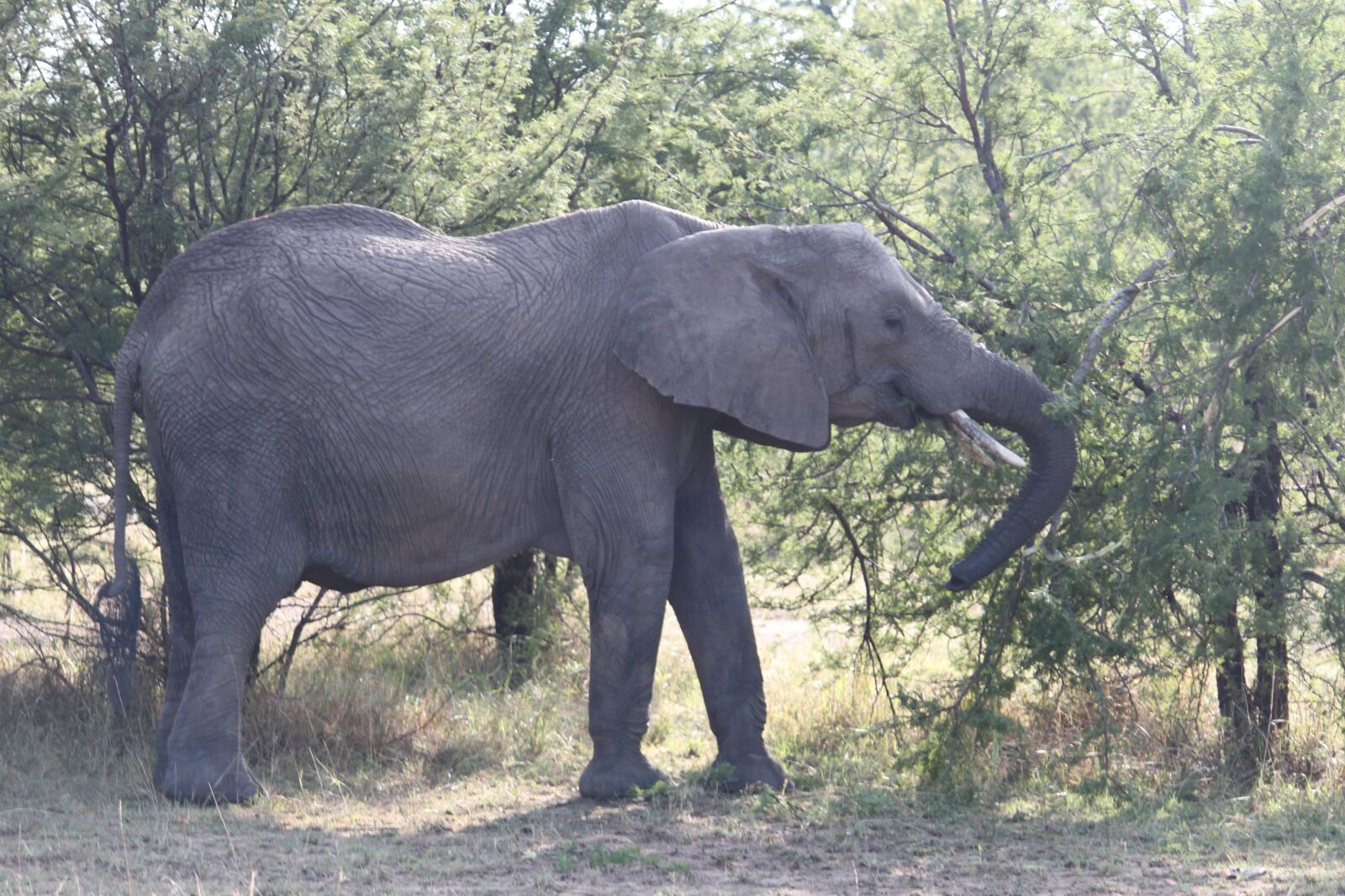 Canon EOS 500D (EOS Rebel T1i / EOS Kiss X3) sample photo. Elephant, africa, safari photography